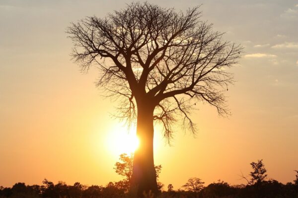 africa, tree, baobab