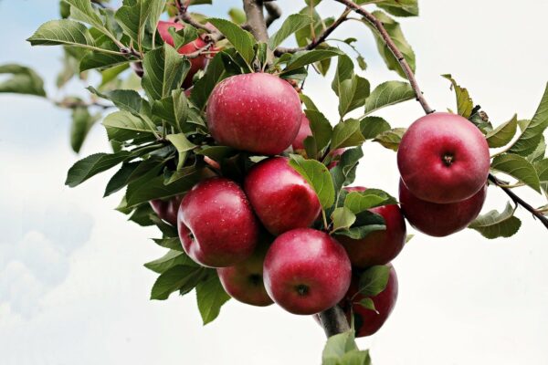 apple, red, red apple