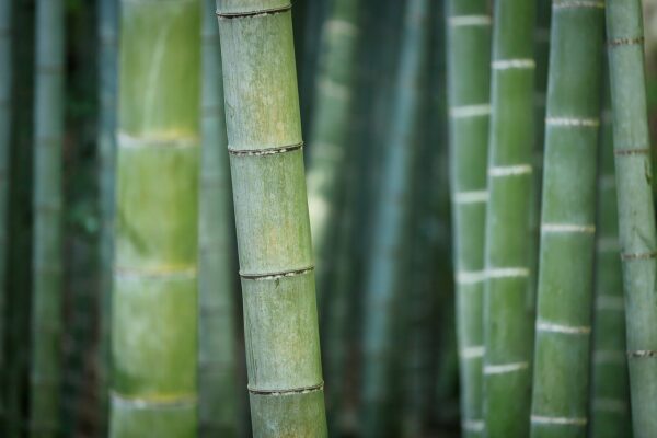 bamboo, green, nature