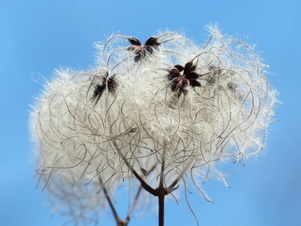 clematis vitalba, pods, soft