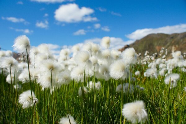 cotton grass, flowers, iceland