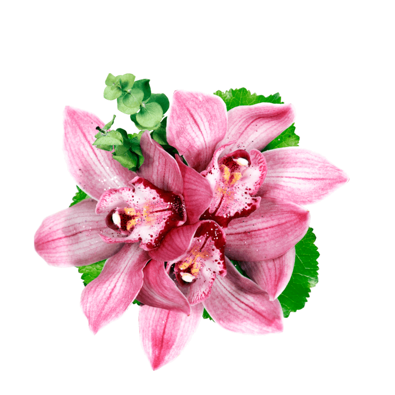 flor-de-orquidea mejorada-plus
