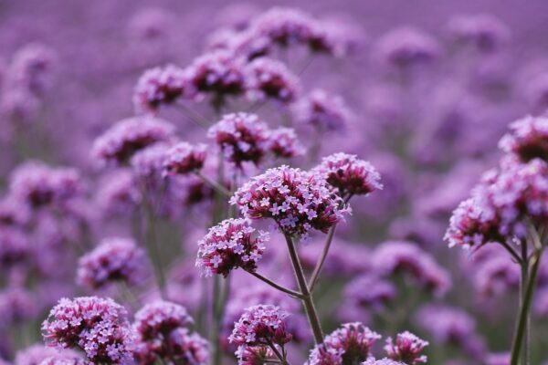 flower, vanilla, lavender