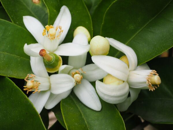 orange blossom, orange tree, blossom