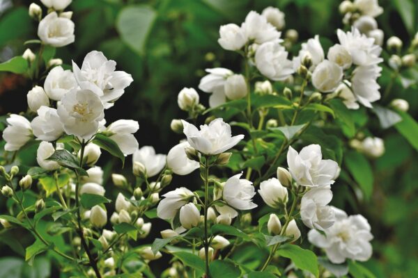 scent of jasmine, jasmin, ornamental shrub