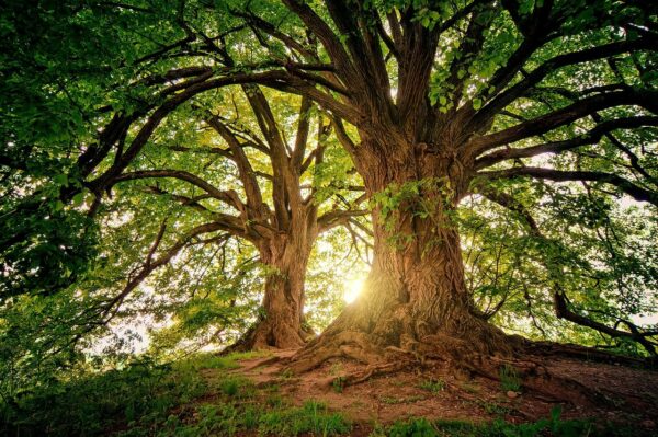 tree, nature, wood