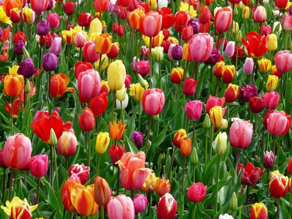 tulips, flowers, flower abundance