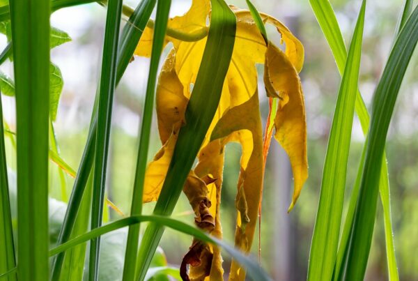 yellow leaf, papaya leaf, lemongrass